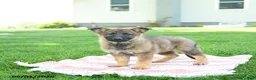 German Shepherd dogs for sale: Clover - Ad 1