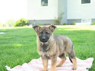 German Shepherd dogs for sale: Clover - Ad 3