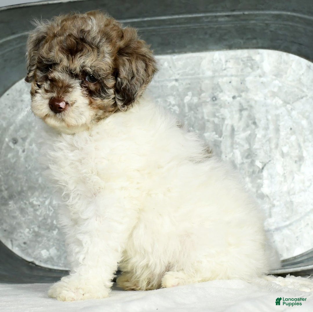 Miniature Poodle dogs for sale: Jace - Ad 2