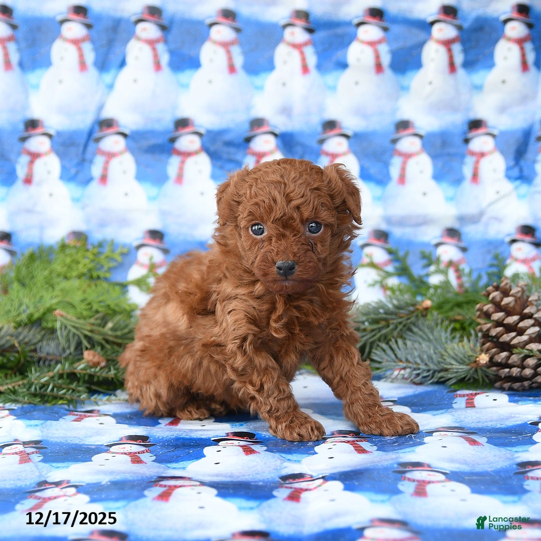 Miniature Poodle dogs for sale: Lux - Ad 3