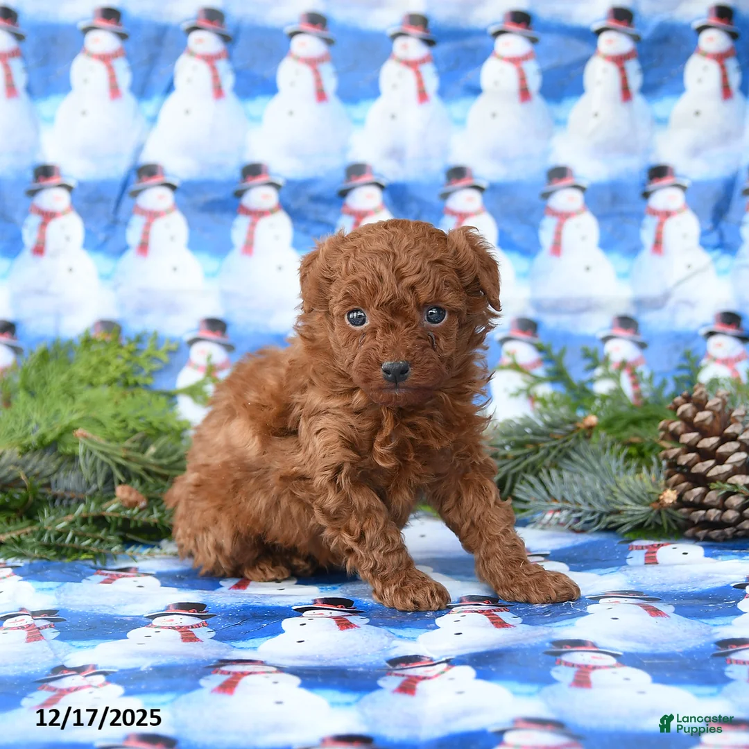 Miniature Poodle dogs for sale: Lux - Ad 3