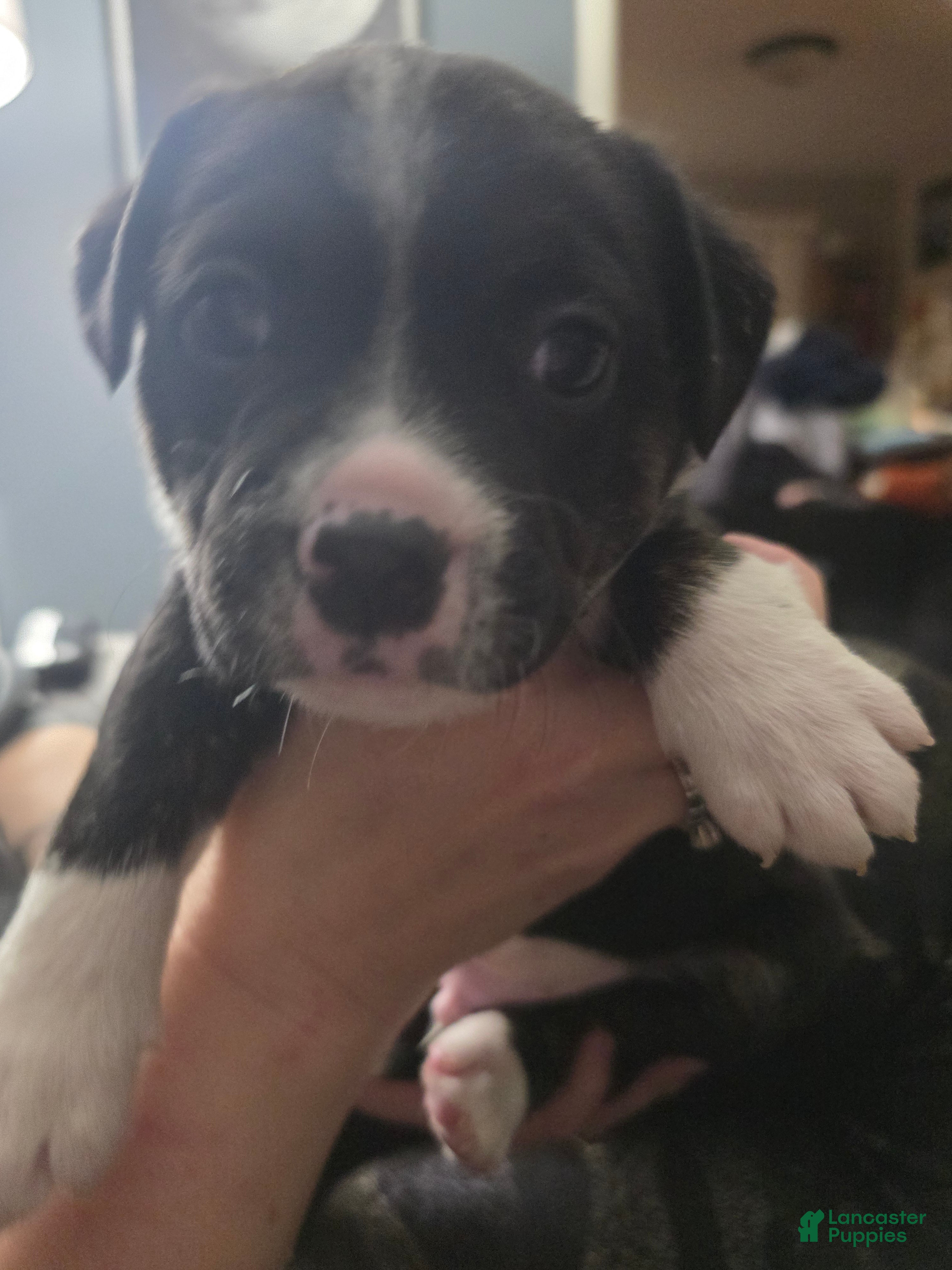 Mixed Breed dogs Blue *Updated 2/18 - Ad 16