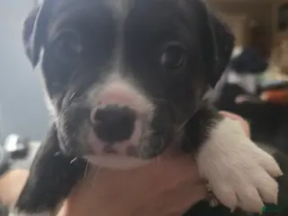 Mixed Breed dogs Blue *Updated 2/18 - Ad 16