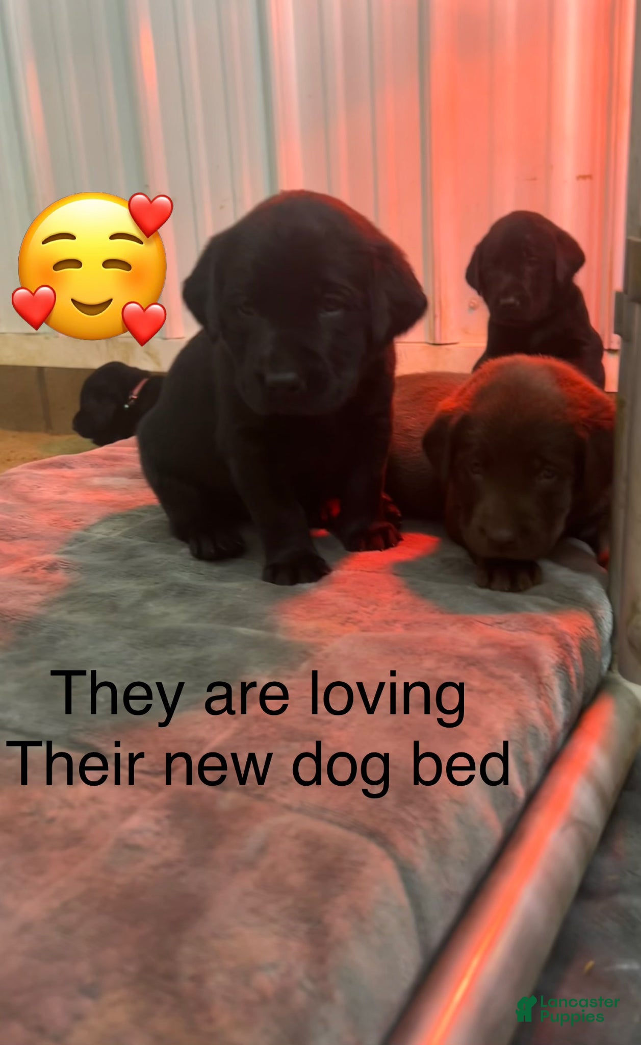 Labrador Retriever dogs Ozzy-Labrador Retriever Puppy  - Ad 2