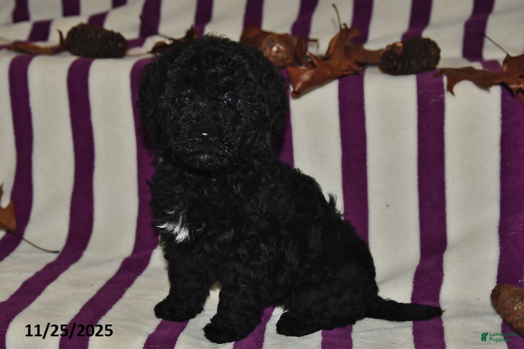 Miniature Poodle dogs for sale: Mary - Ad 3