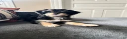 Mixed Breed dogs for sale: Dexter - Ad 4