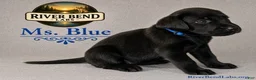 Labrador Retriever dogs for sale: Ms Blue - Ad 4