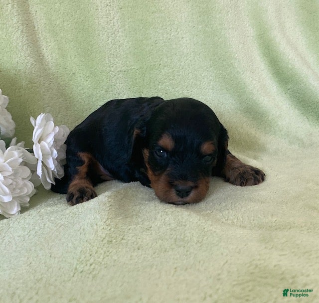 Cavapoo dogs Nelly- Black tri - Ad 1