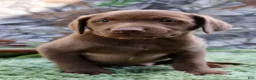 Labrador Retriever dogs for sale: Mike - Ad 6
