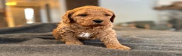 Goldendoodle dogs for sale: Bruno - Ad 5