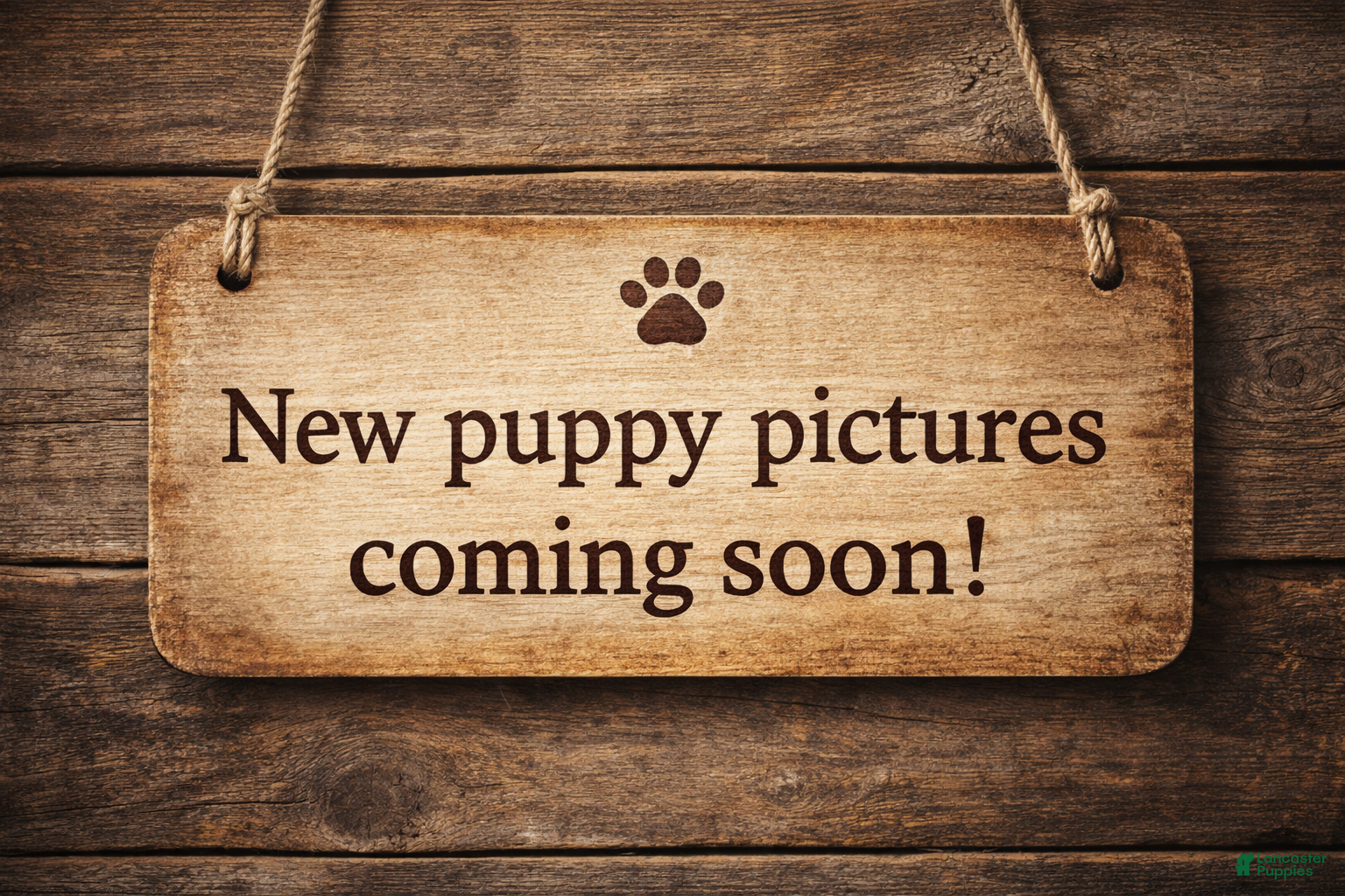 Caucasian Shepherd Dog dogs Caucasian Shepherd Dog Puppy 1 - Ad 1