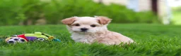 Maltipoo dogs for sale: Copper - Ad 1