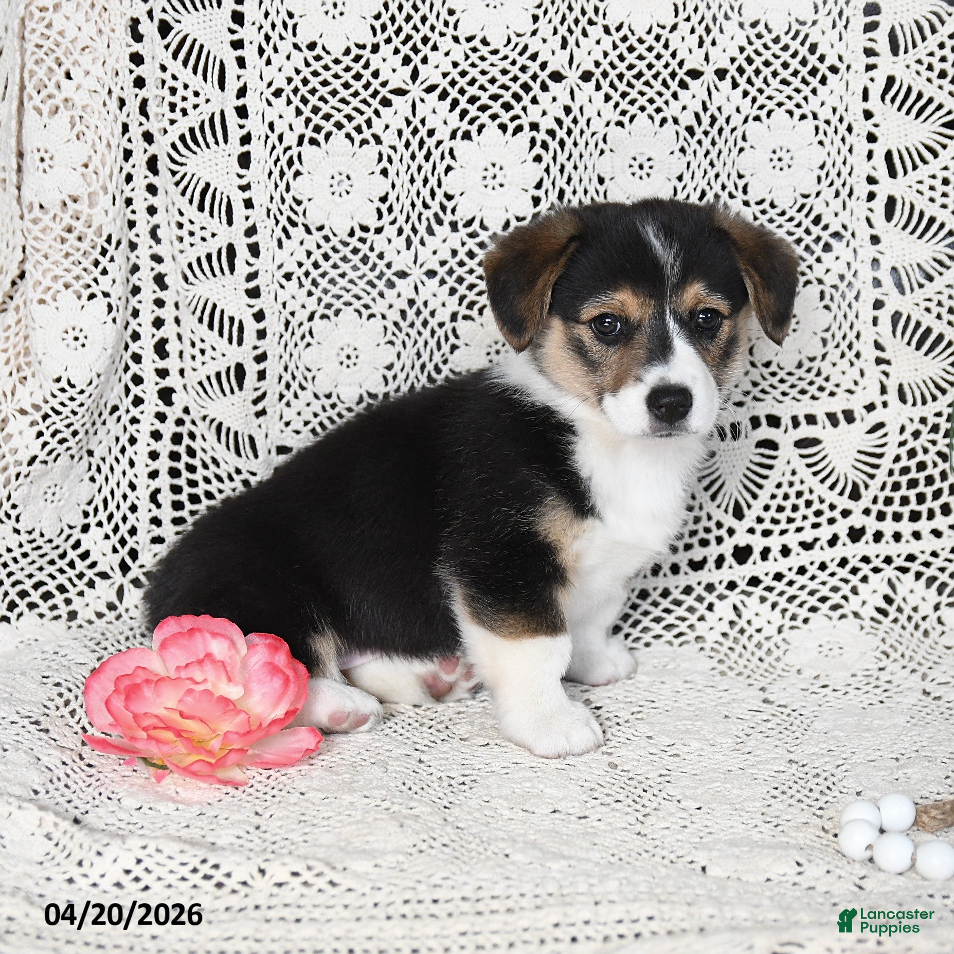 Welsh Corgi Pembroke dogs Cathy - Ad 2