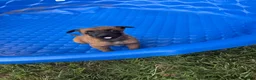 Belgian Malinois dogs for sale: Belgian Malinois 6 - Ad 1
