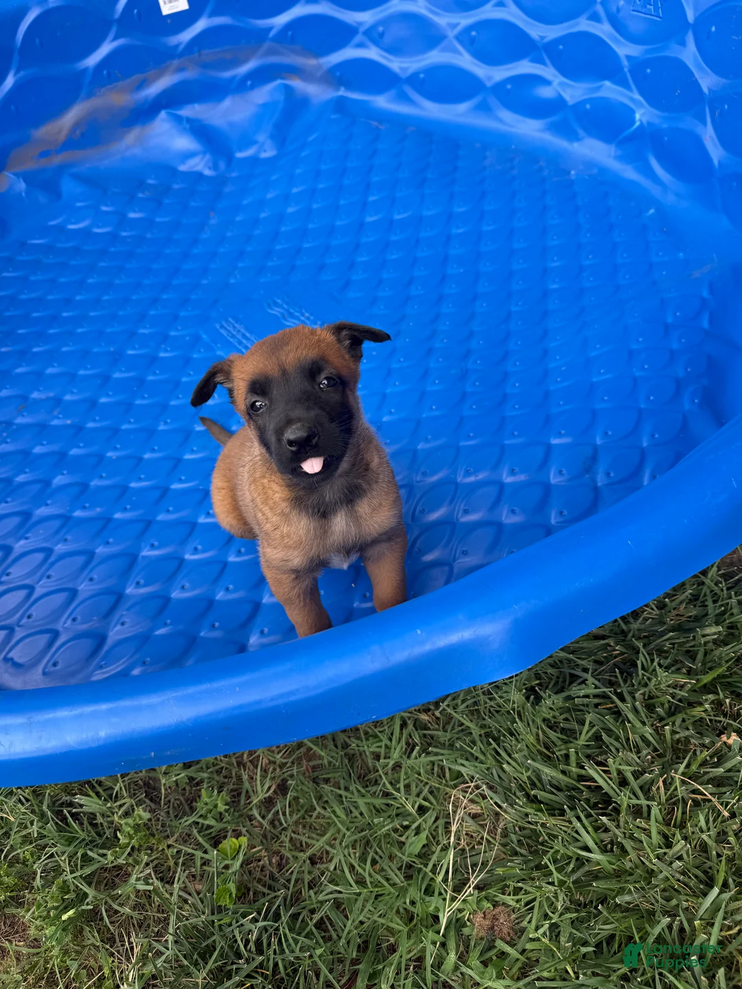 Belgian Malinois dogs for sale: Belgian Malinois 6 - Ad 1