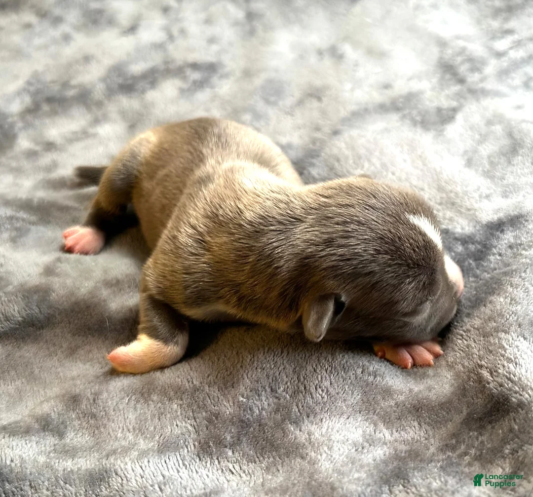 American Bully dogs for sale: "ICE CUBE" - Ad 11