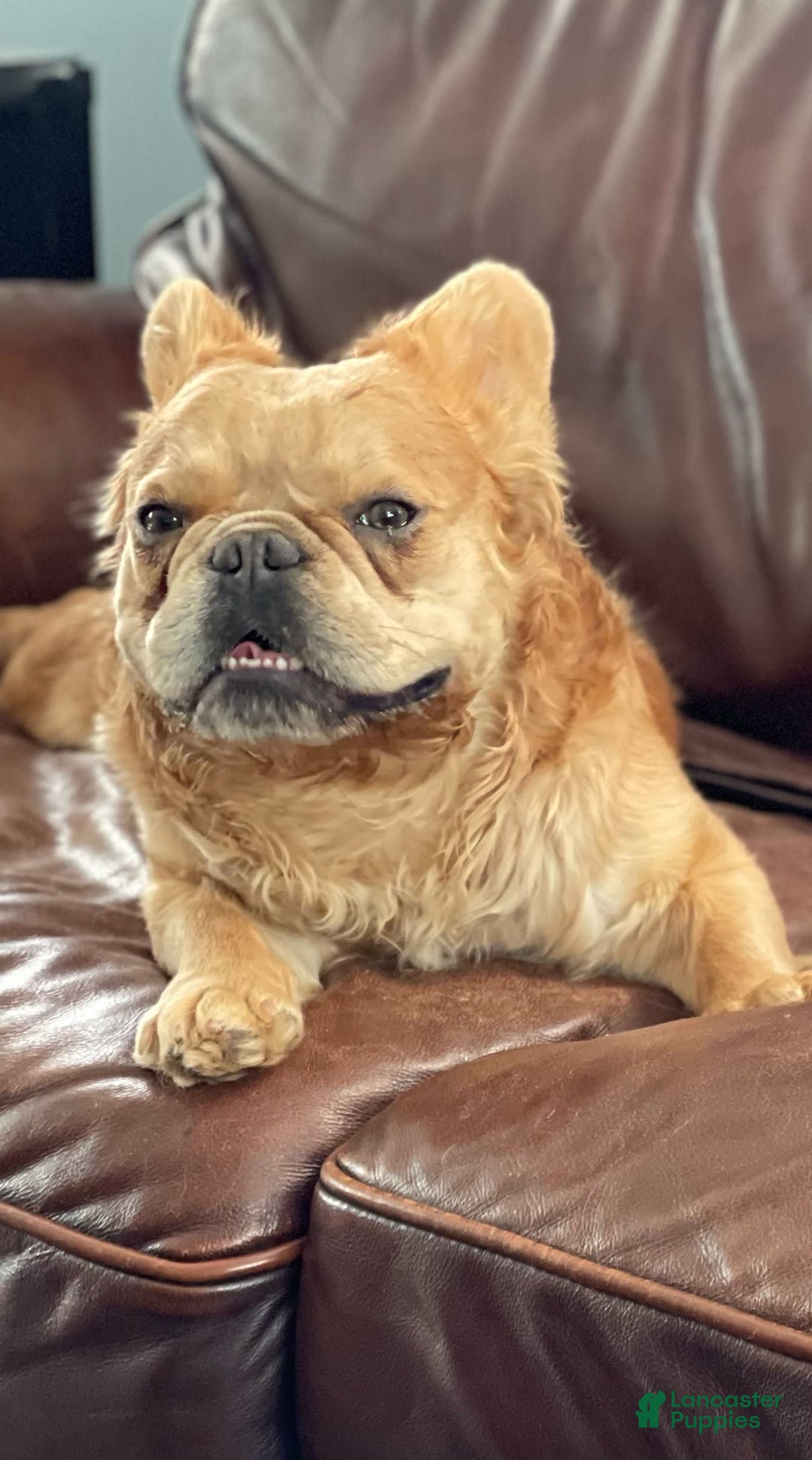 Gallery Image {{count}}