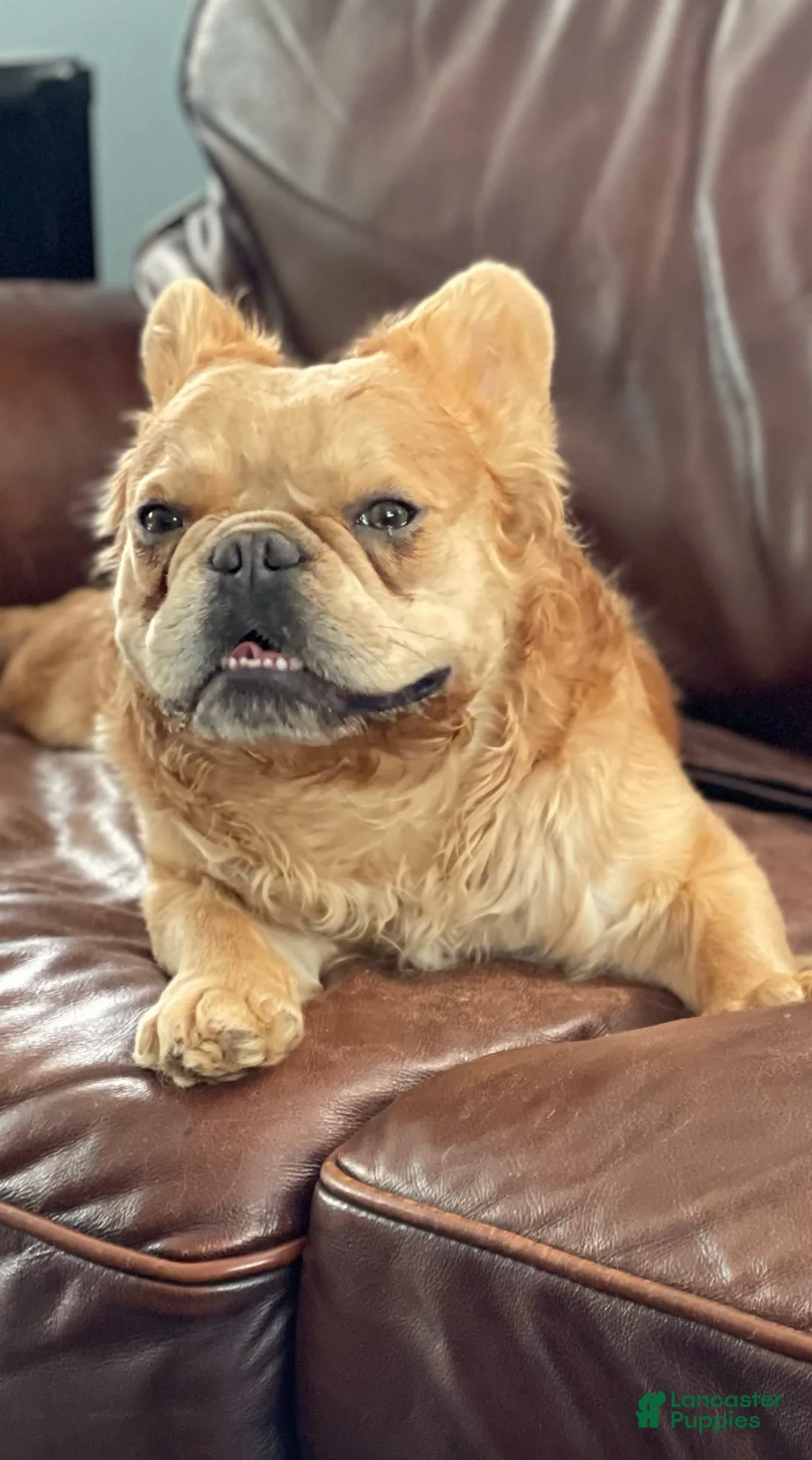 Gallery Image {{count}}