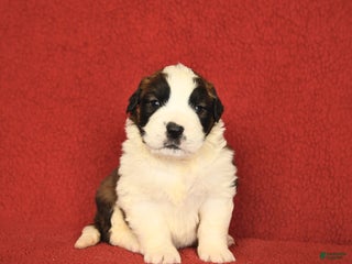 Saint Bernard dogs - Ad 13