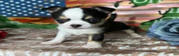 Chihuahua dogs for sale: Jethro Black Tricolor Short Coat - Ad 1