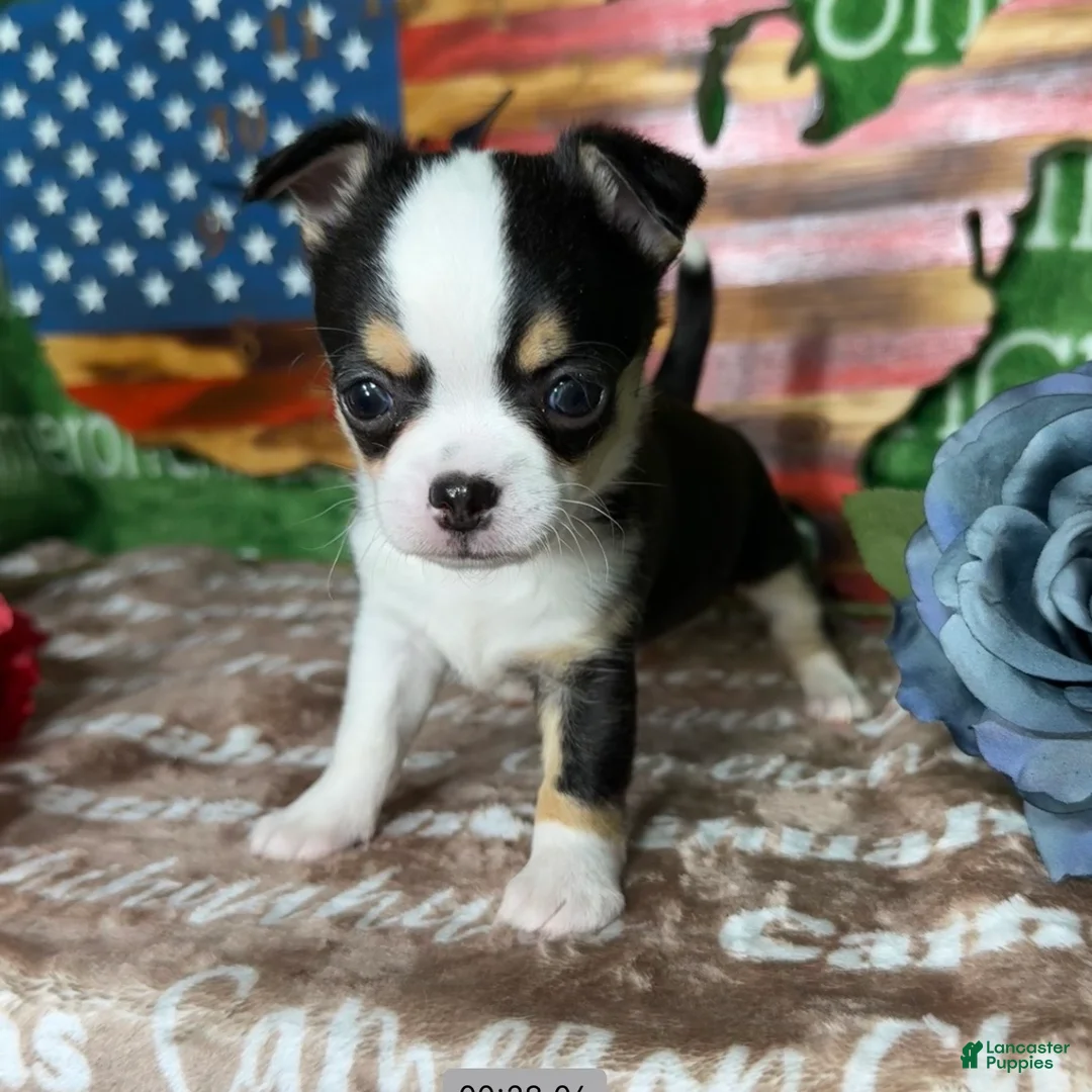 Chihuahua さま Chihuahua Puppies for sale | Lancaster Puppies