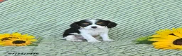 Cavalier King Charles Spaniel dogs for sale: Tyler - Ad 3