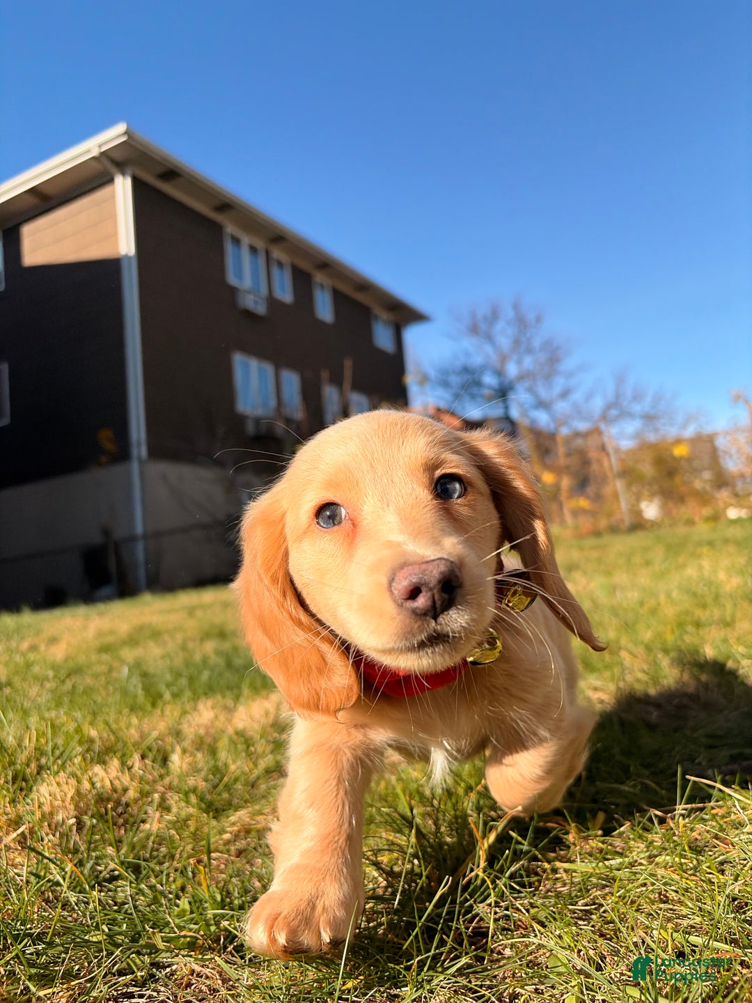 Miniature Dachshund dogs for sale: Maurice - Ad 2