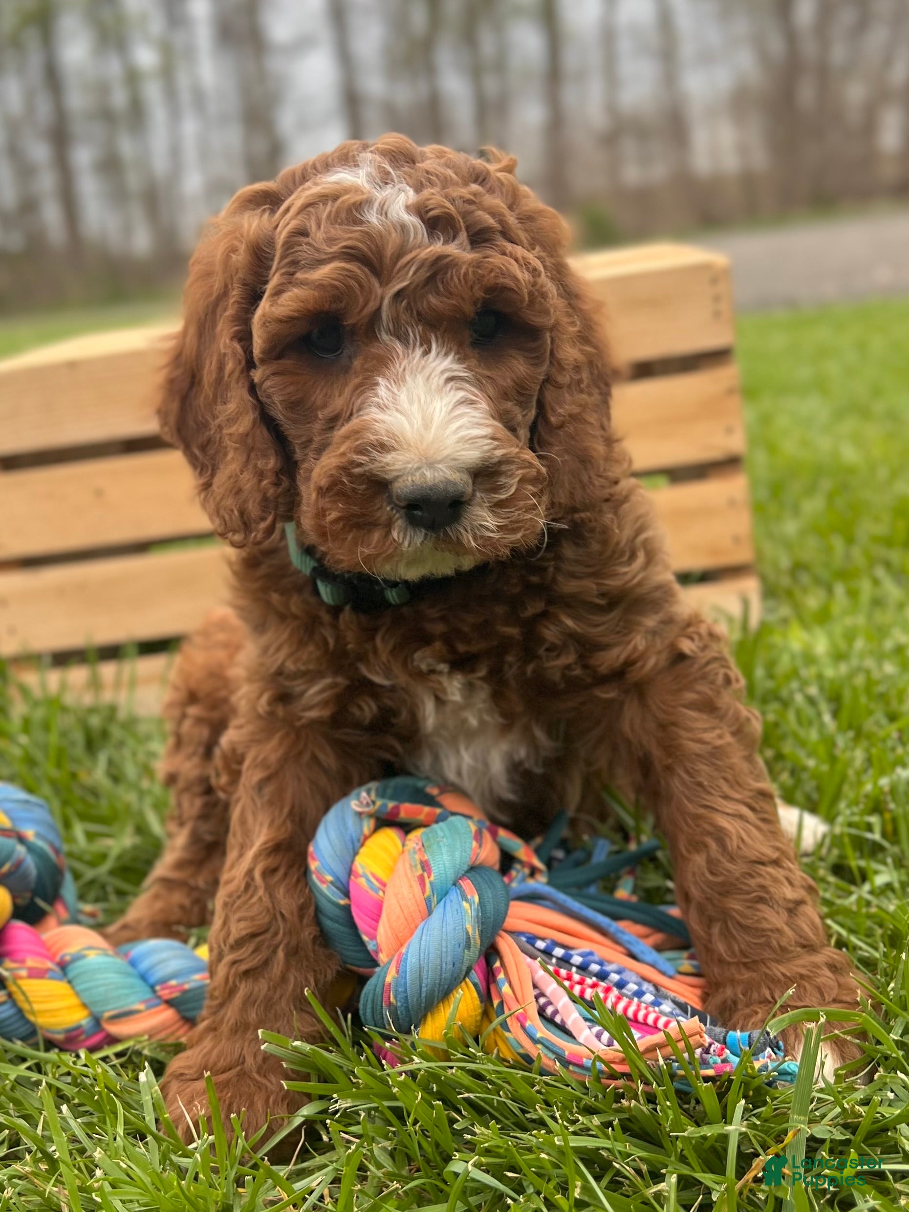 Irish Doodle dogs for sale: Tucker - Ad 2