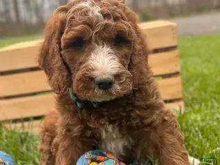 Irish Doodle dogs for sale: Tucker - Ad 2