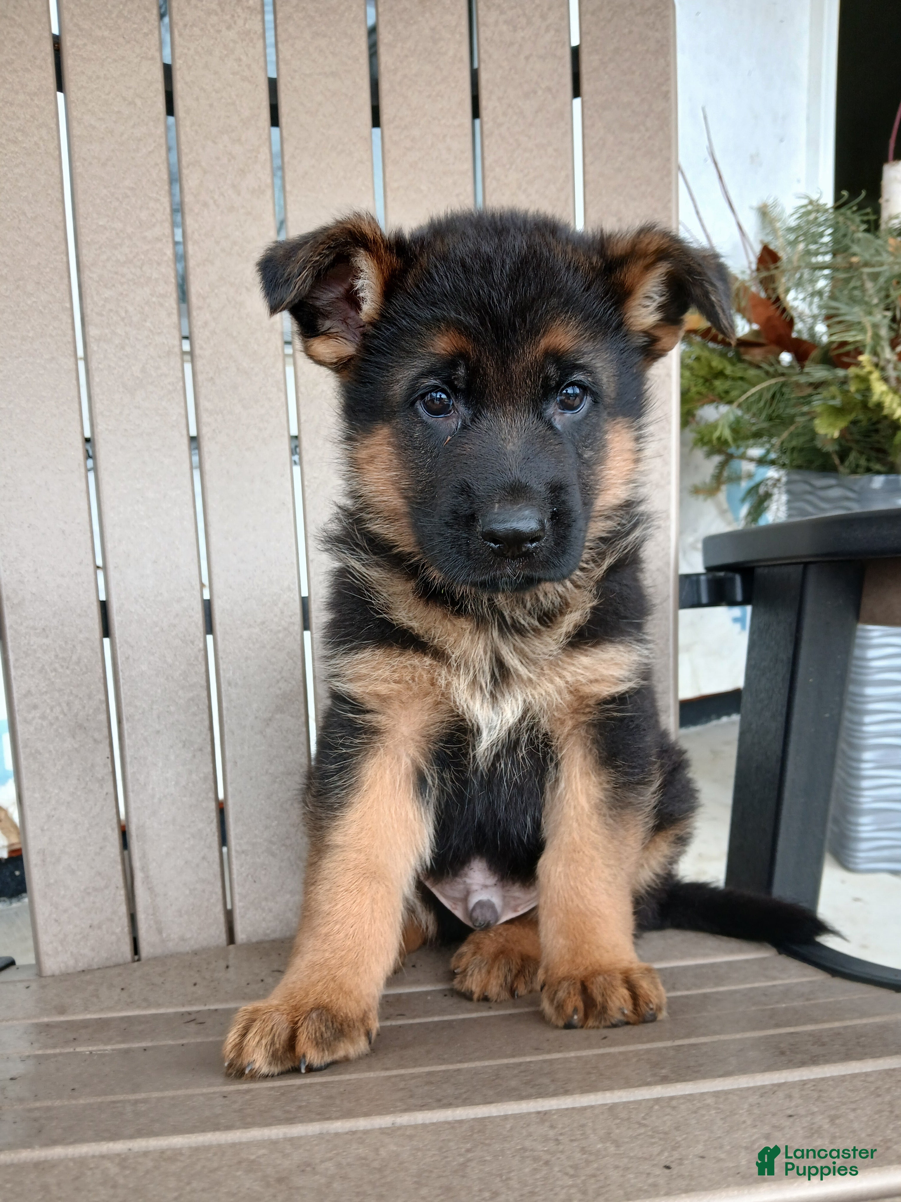 German Shepherd dogs Gunnar - Ad 1