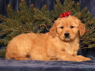 Golden Retriever dogs Denver - Ad 6