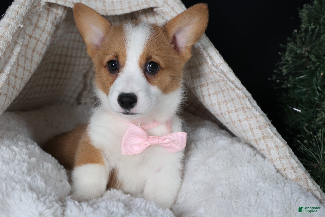 Welsh Corgi Pembroke dogs for sale: Honey - Ad 28