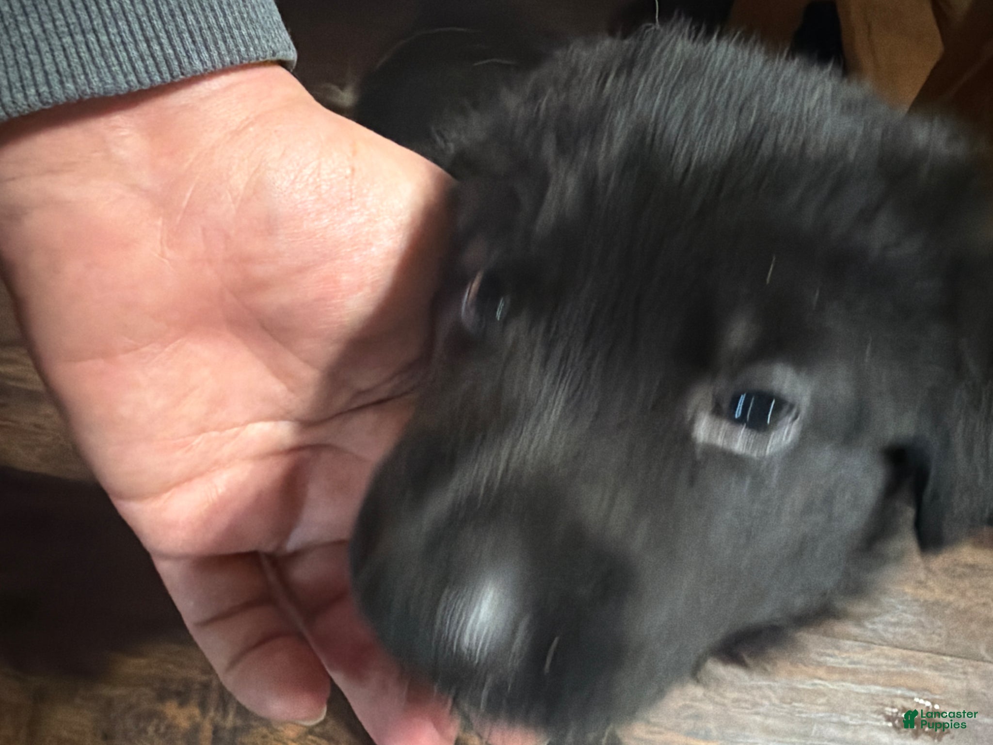 German Shepherd dogs German Shepherd Puppy 2 - Ad 42