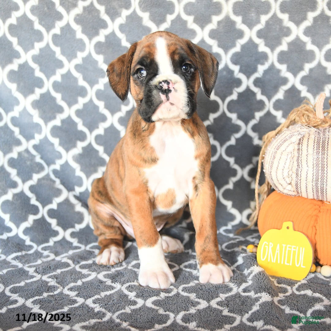 Boxer dogs for sale: Thomas - Ad 2