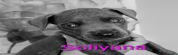 Cane Corso dogs for sale: Thanos II - Ad 5