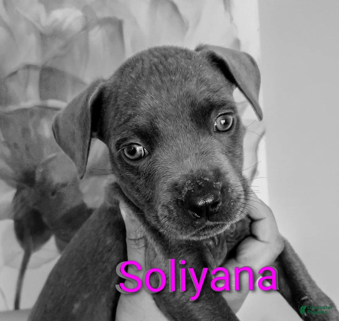Cane Corso dogs for sale: Thanos II - Ad 5