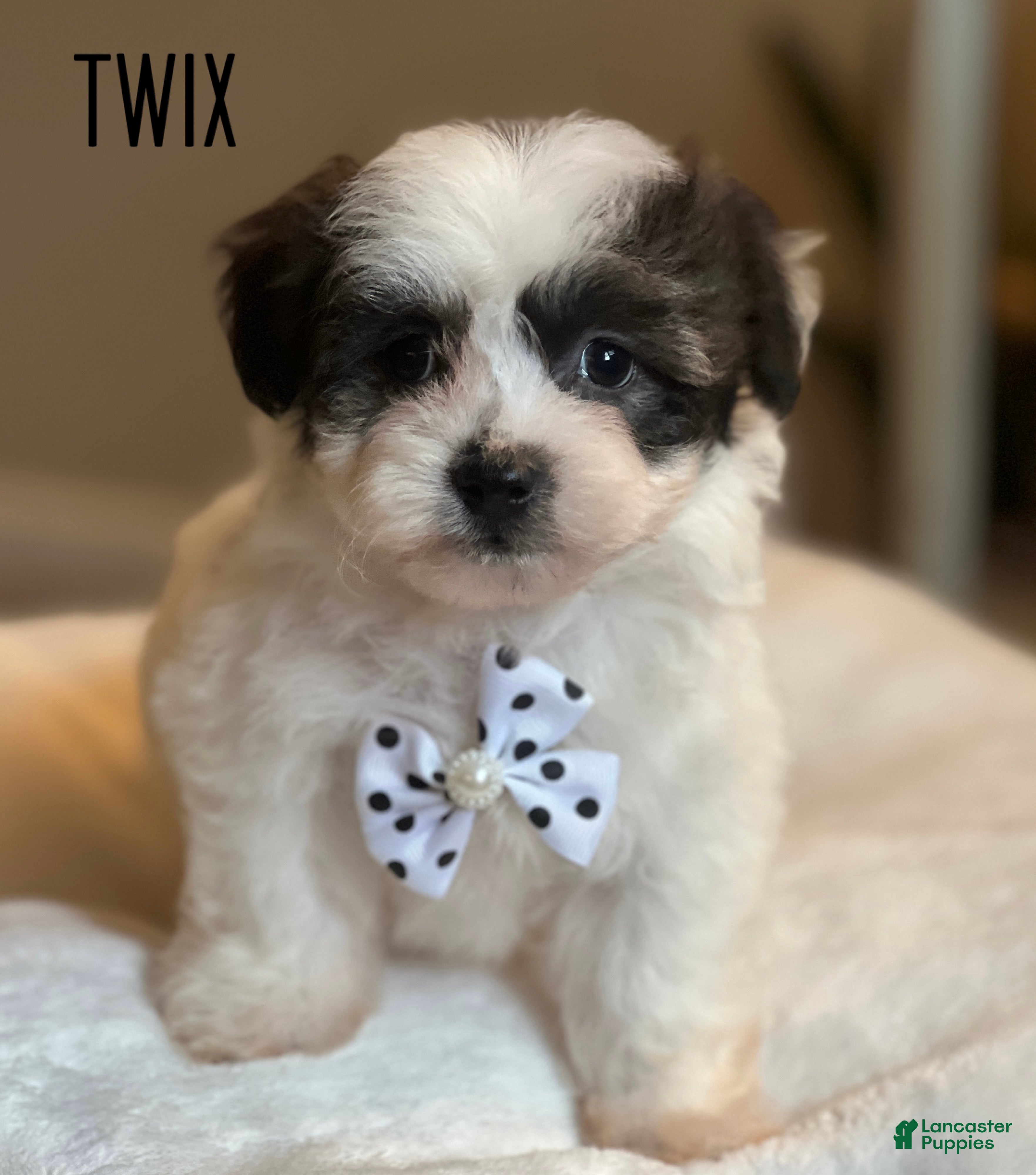 Spaniel Puppy Tibetan Spaniel X Maltese Dog Breeds Tibetan