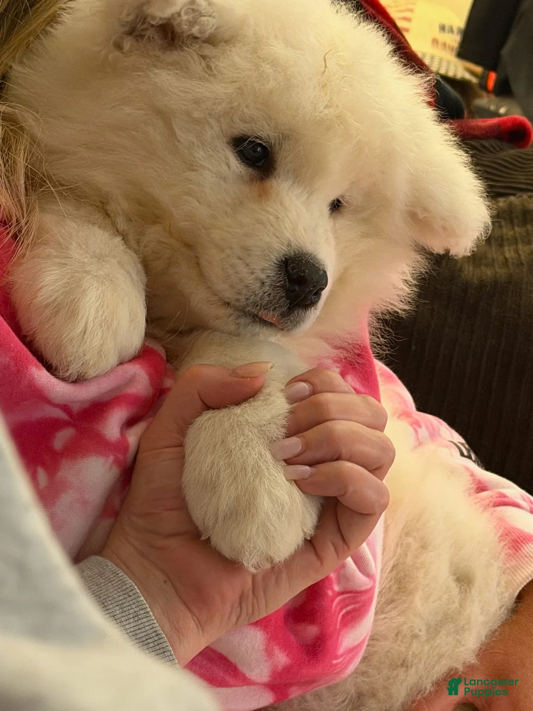 Samoyed dogs for sale: Samoyed Puppy 2 - Ad 3