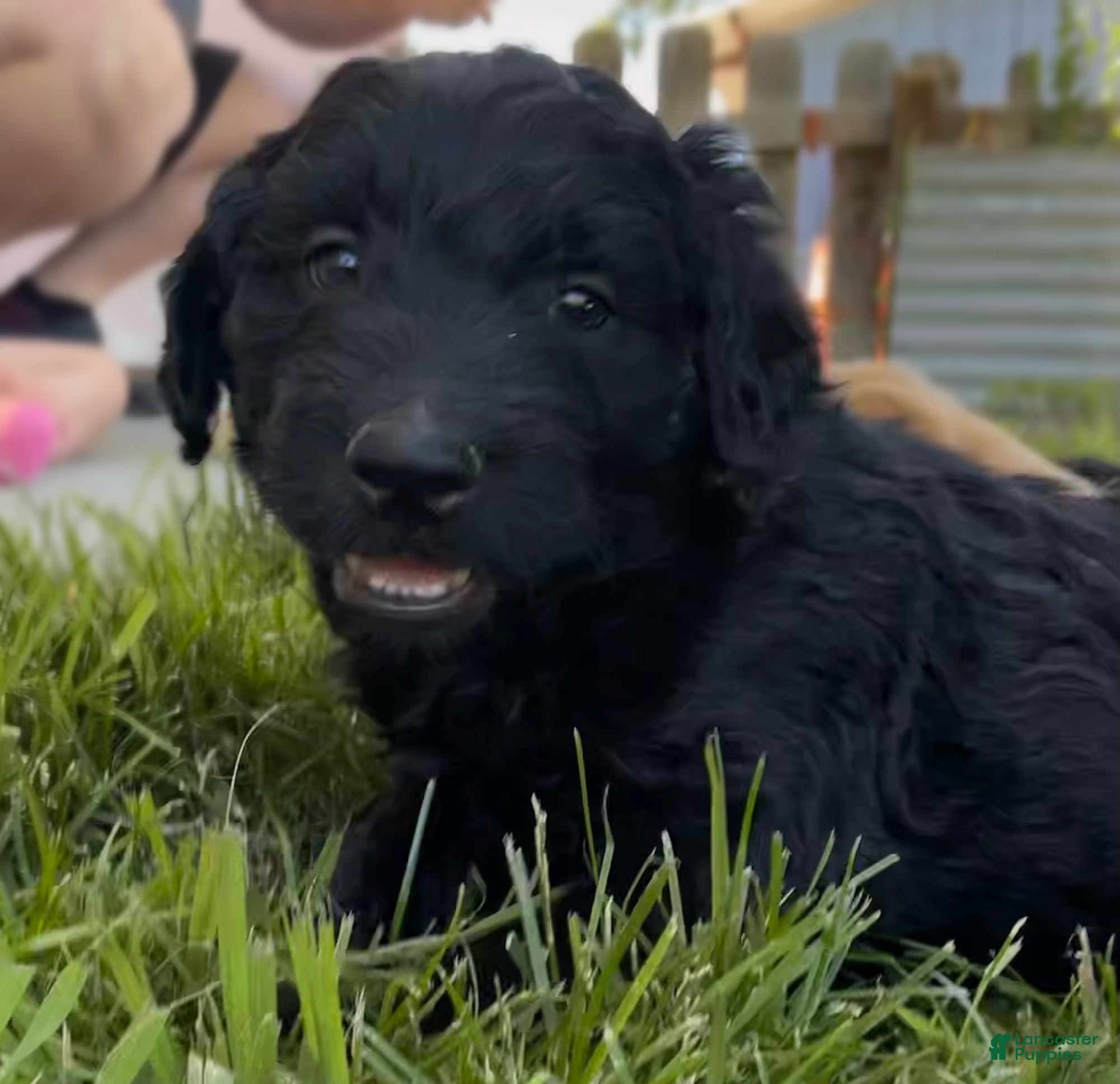 Mixed Breed dogs Curly  - Ad 1