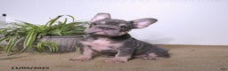 French Bulldog dogs for sale: Paris - Ad 3