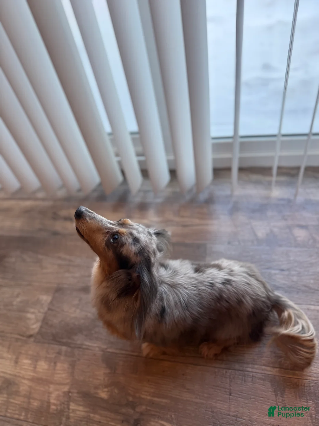 Dachshund dogs for sale: Dachshund Puppy 1 - Ad 5