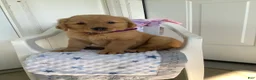 Golden Retriever dogs for sale: Golden Retriever 4 Sally - Ad 3