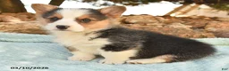 Welsh Corgi Pembroke dogs for sale: Ranger - Ad 3