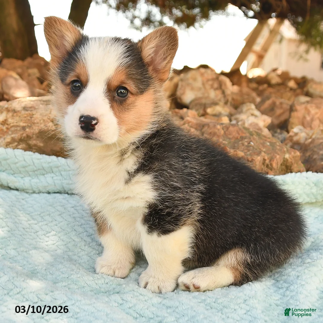 Welsh Corgi Pembroke dogs for sale: Ranger - Ad 3