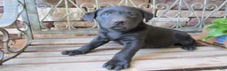 Labrador Retriever dogs for sale: Labrador Retriever Puppy 3 - Ad 8