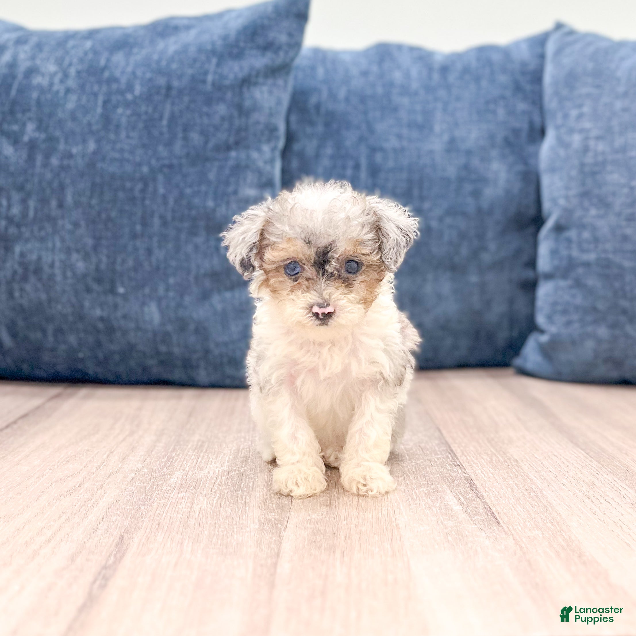 Toy Poodle dogs for sale: Brinley - Ad 3