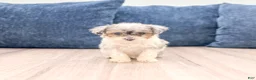 Toy Poodle dogs for sale: Brinley - Ad 1