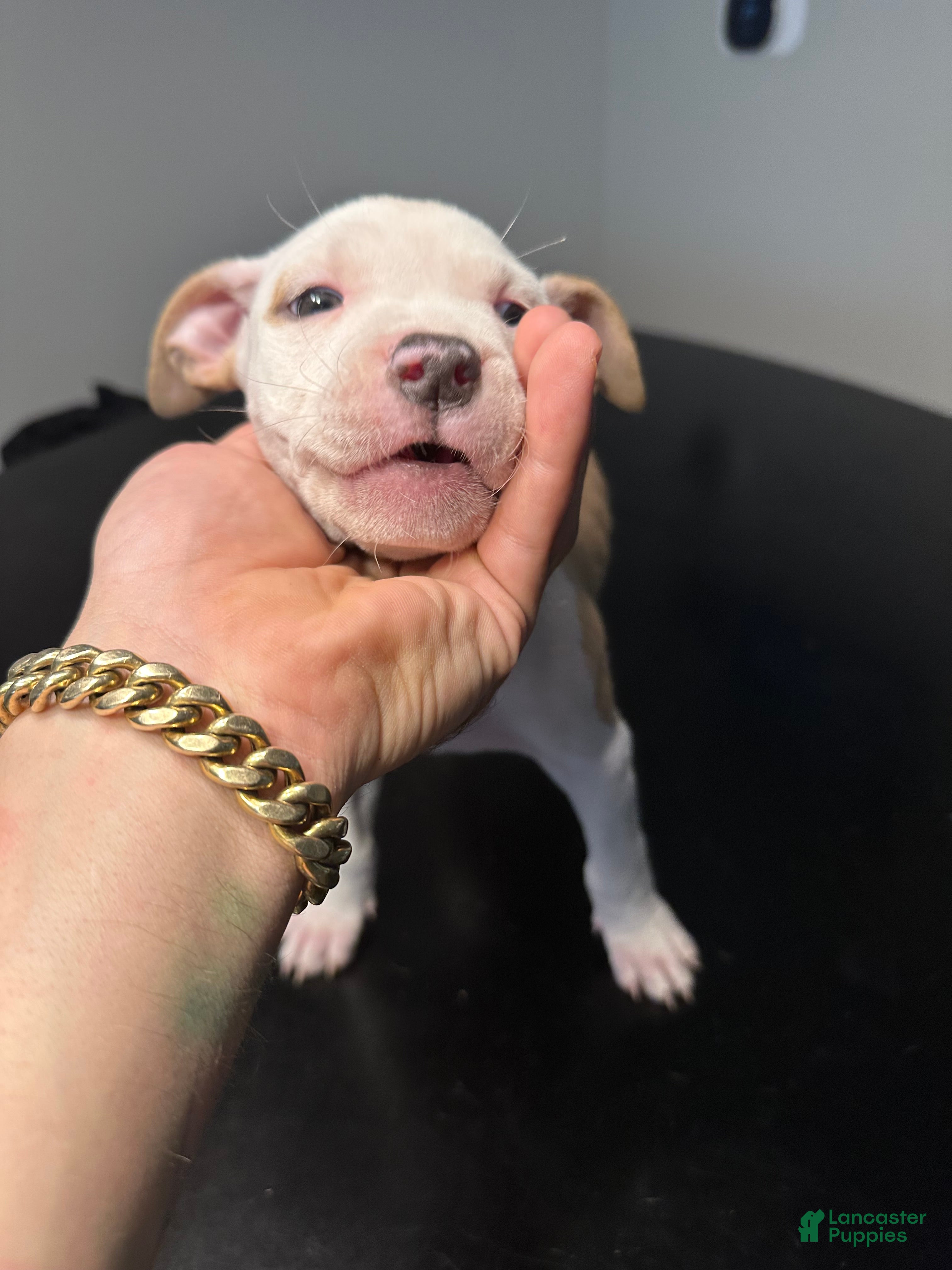 American Staffordshire Terrier dogs American Staffordshire Terrier Puppy 4 - Ad 2