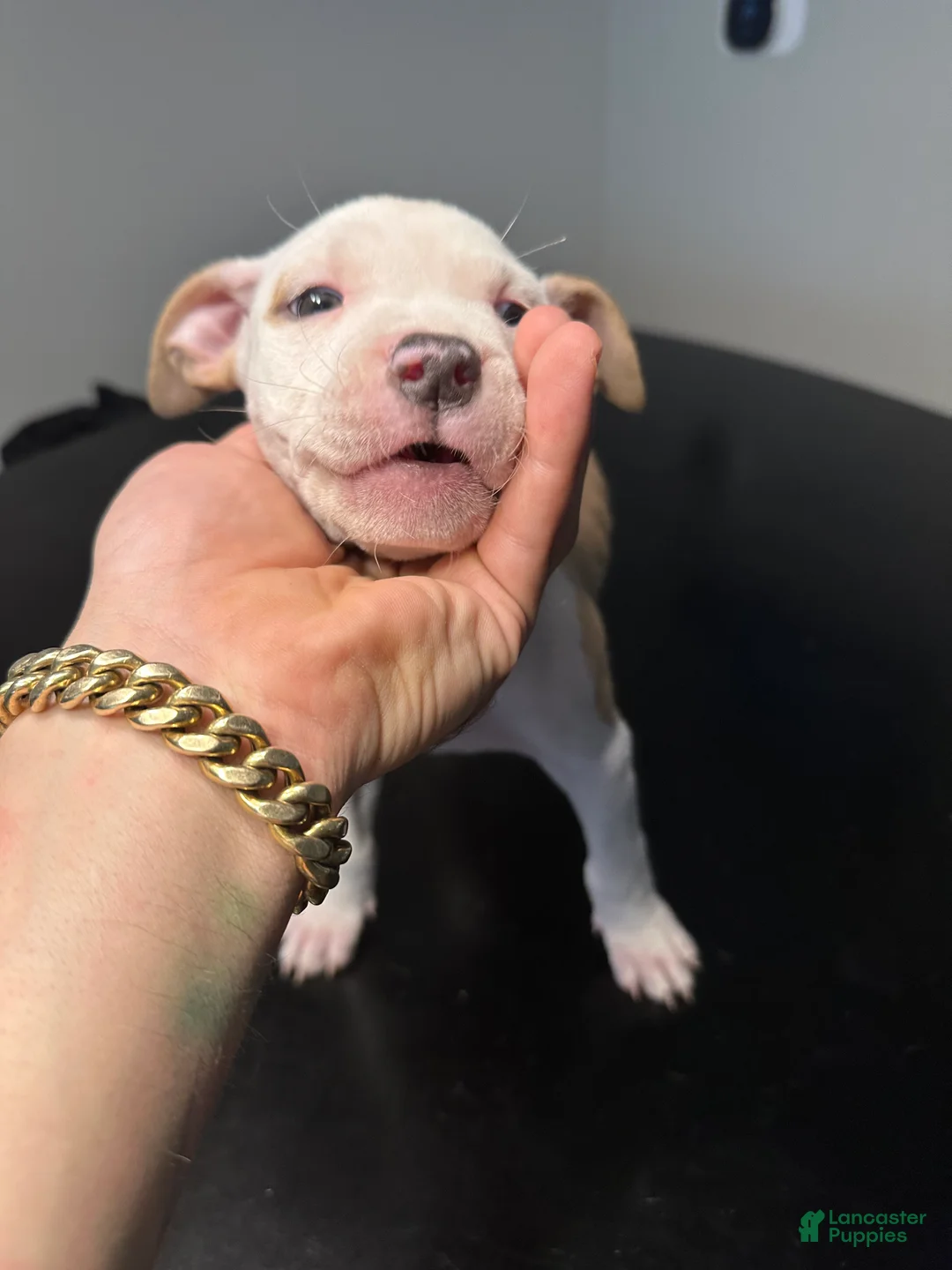 American Staffordshire Terrier dogs for sale: American Staffordshire Terrier Puppy 4 - Ad 1