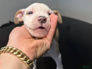 American Staffordshire Terrier dogs American Staffordshire Terrier Puppy 4 - Ad 2